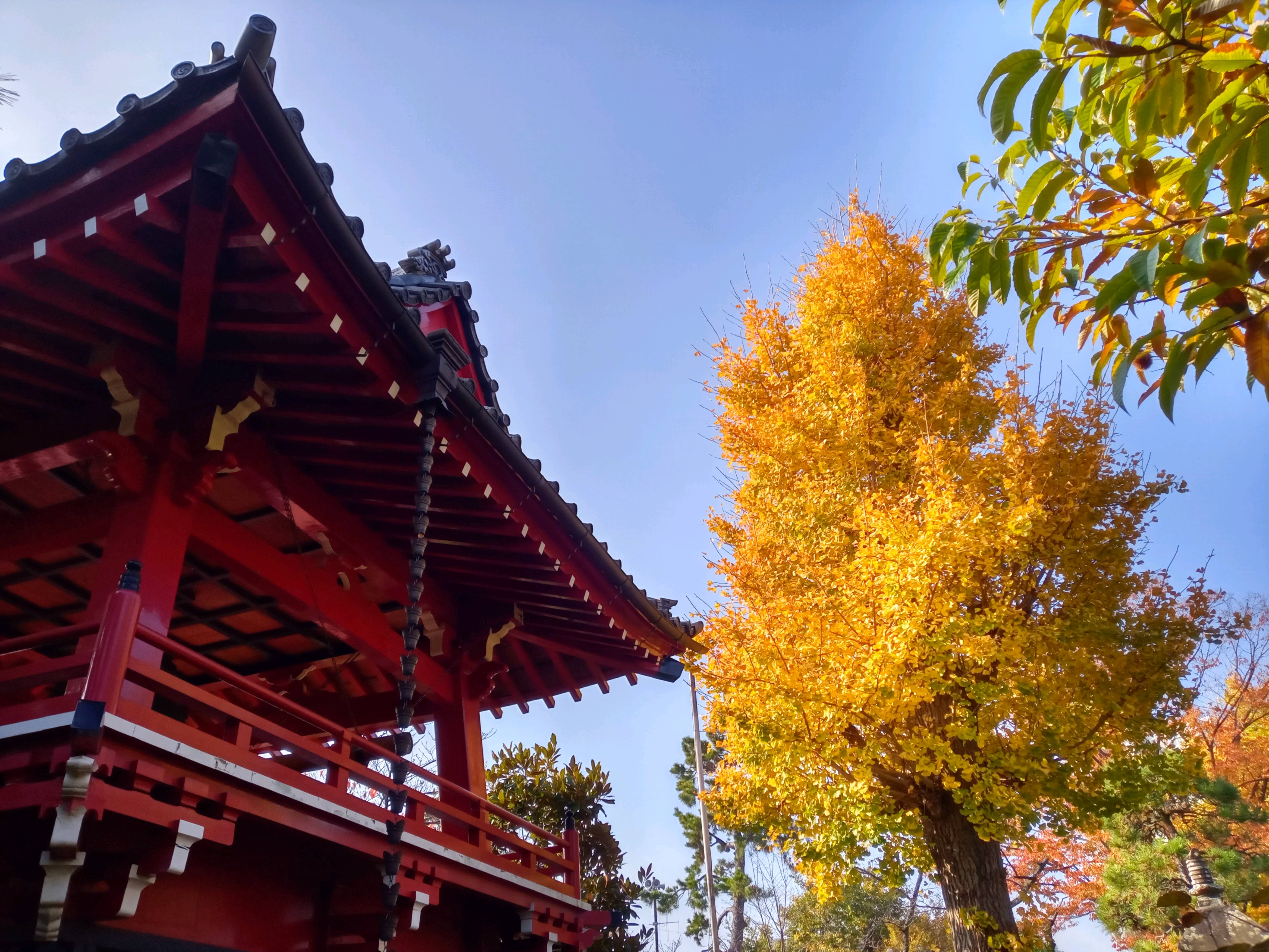 2020年秋色に色づいた妙勝寺の木々３