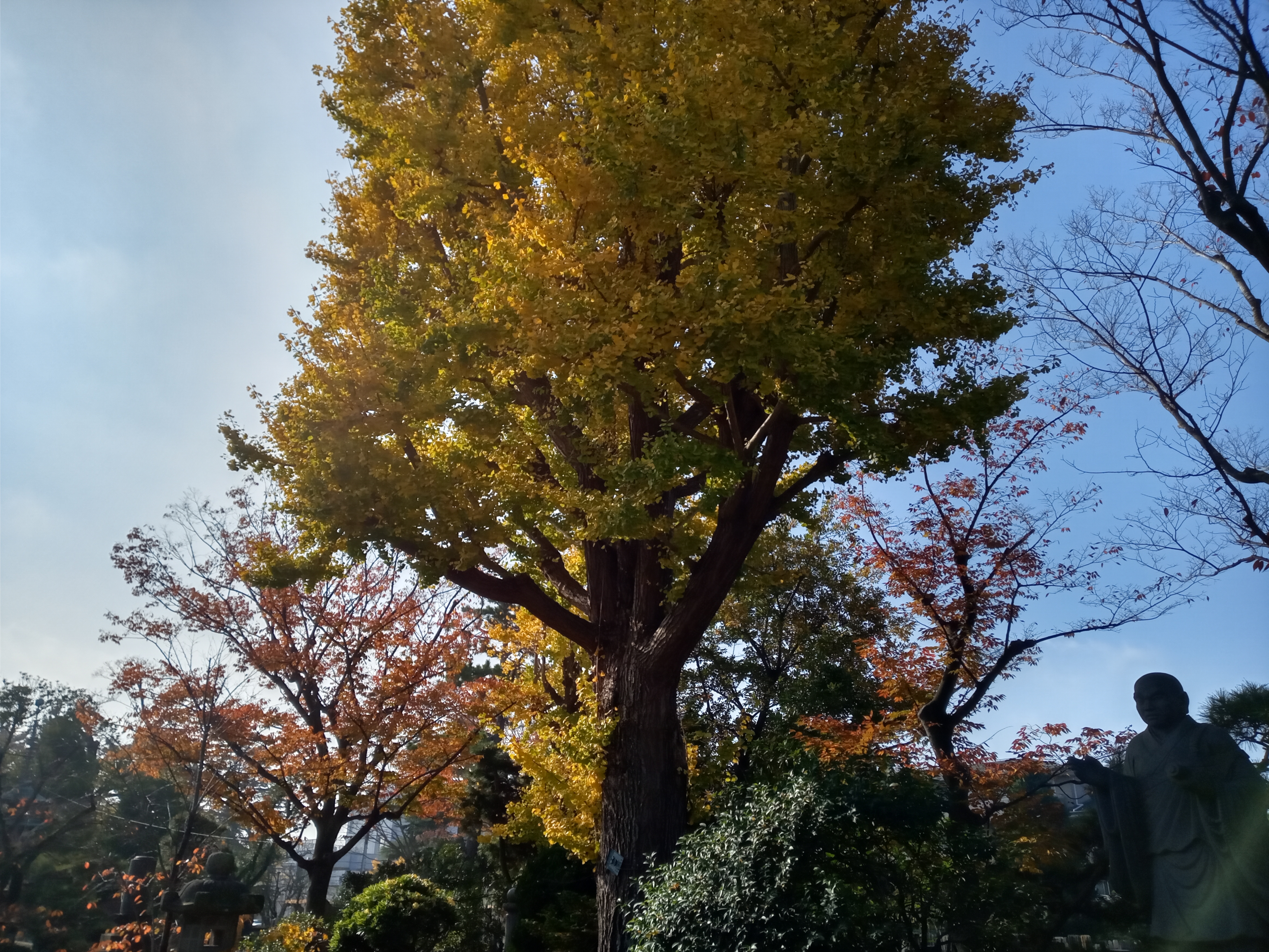 2020年秋色に色づいた妙勝寺の木々５