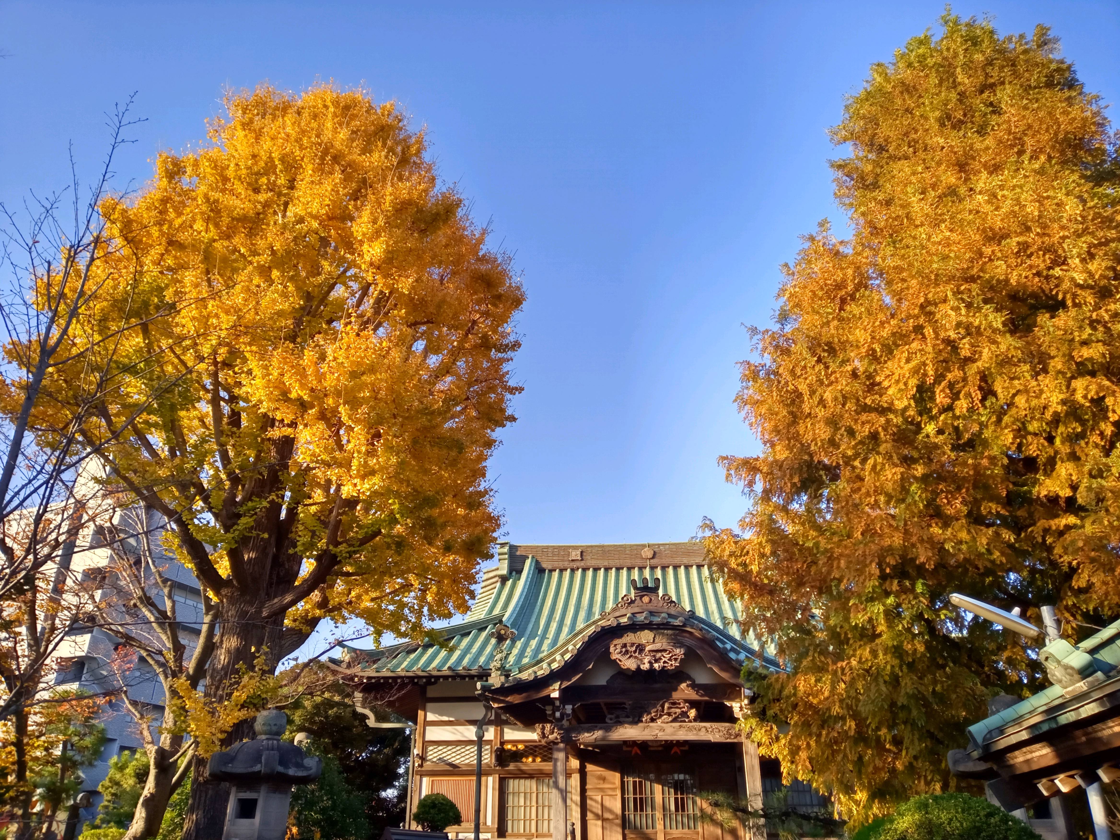 2020年秋色に色づいた妙勝寺の木々１２