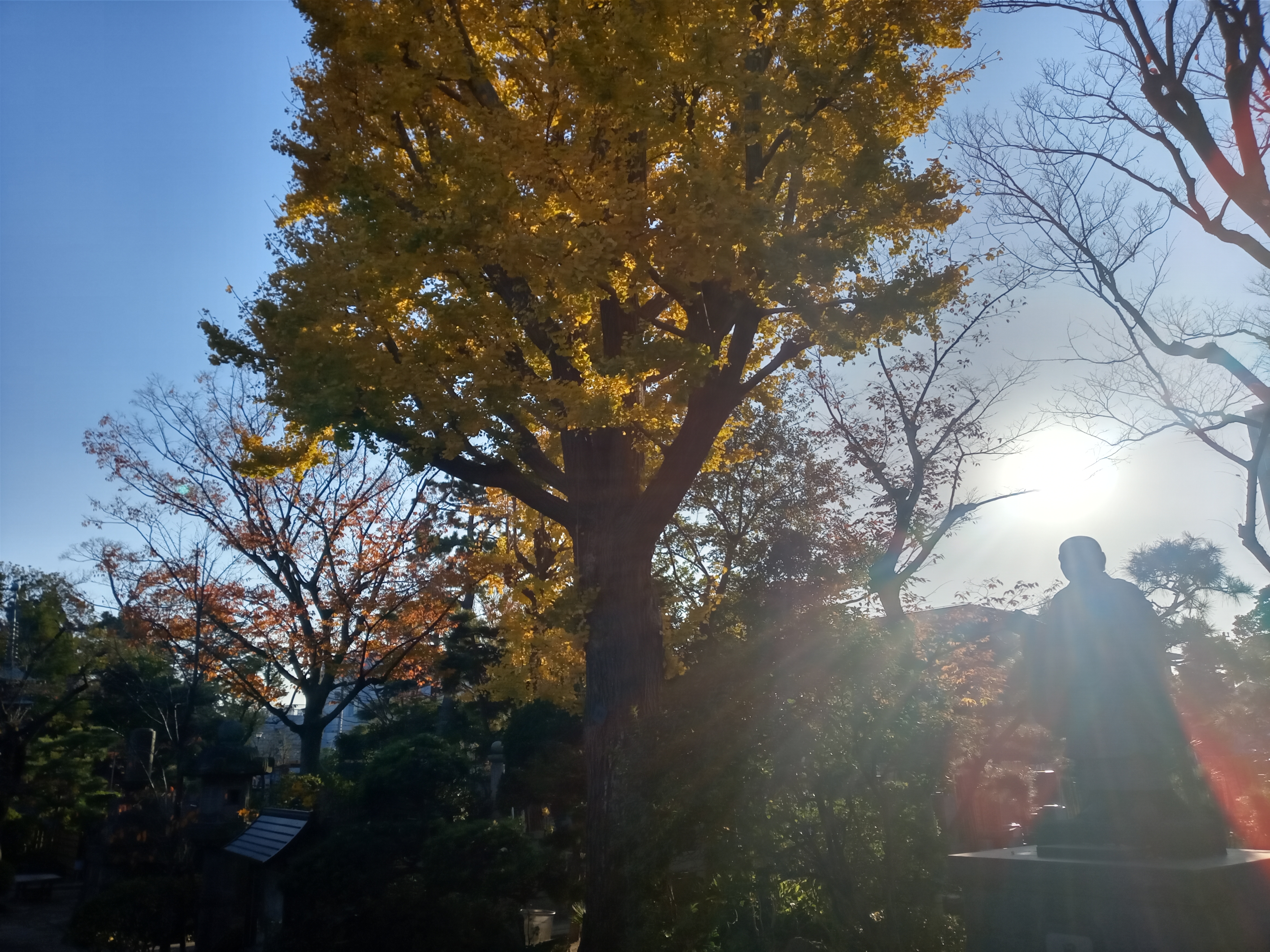 2020年秋色に色づいた妙勝寺の木々１３