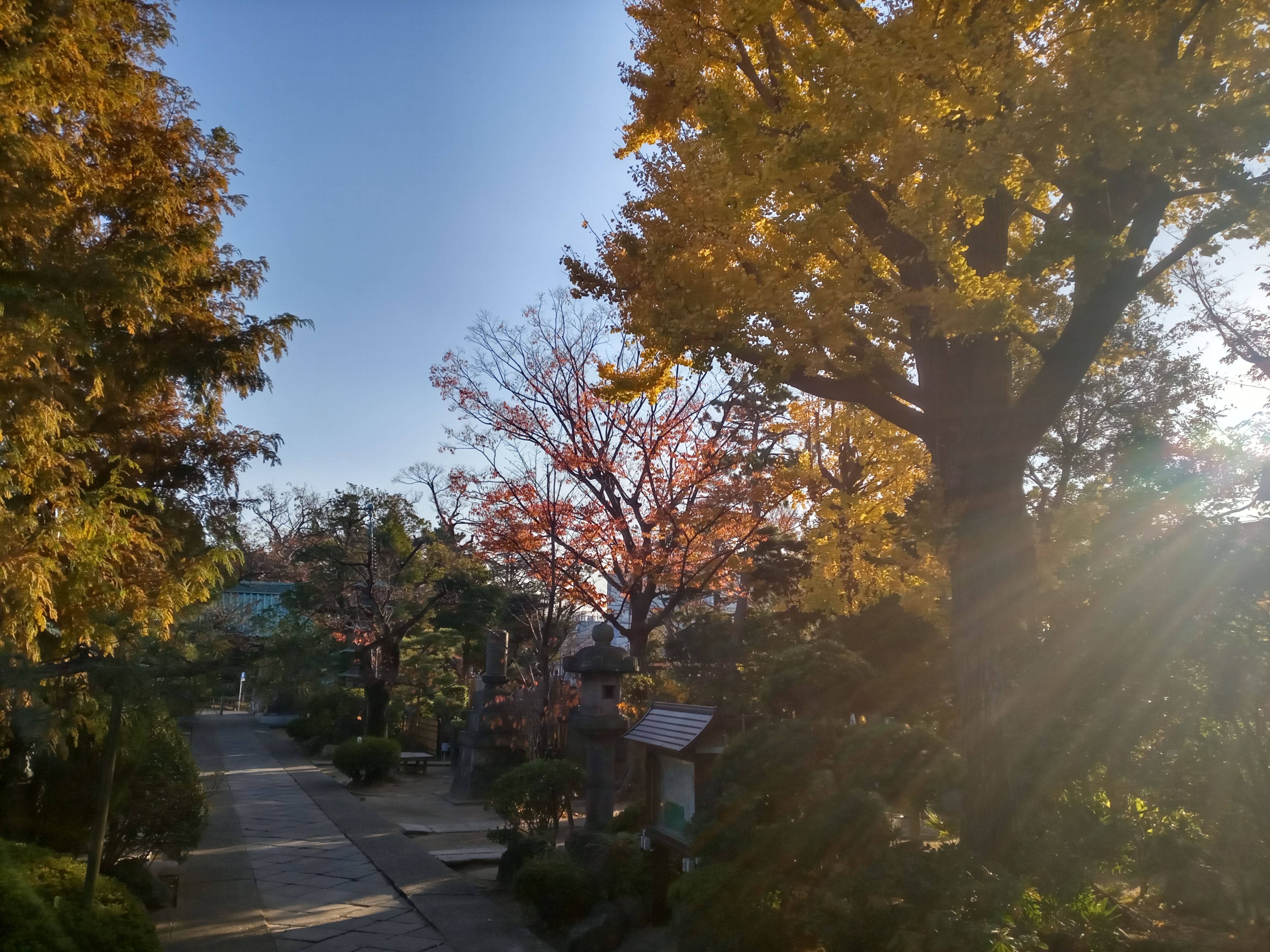 2020年秋色に色づいた妙勝寺の木々１４
