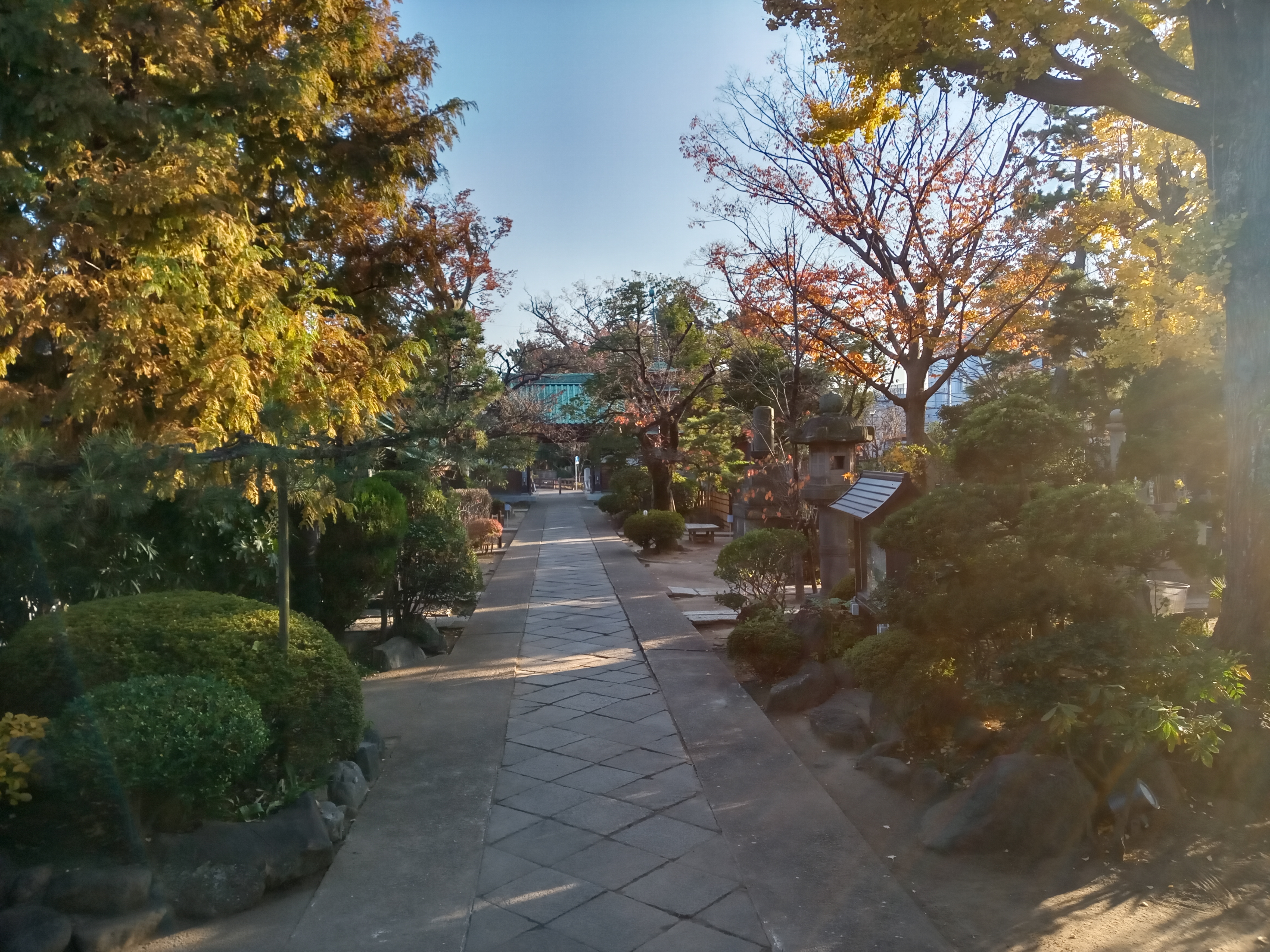 2020年秋色に色づいた妙勝寺の木々１５