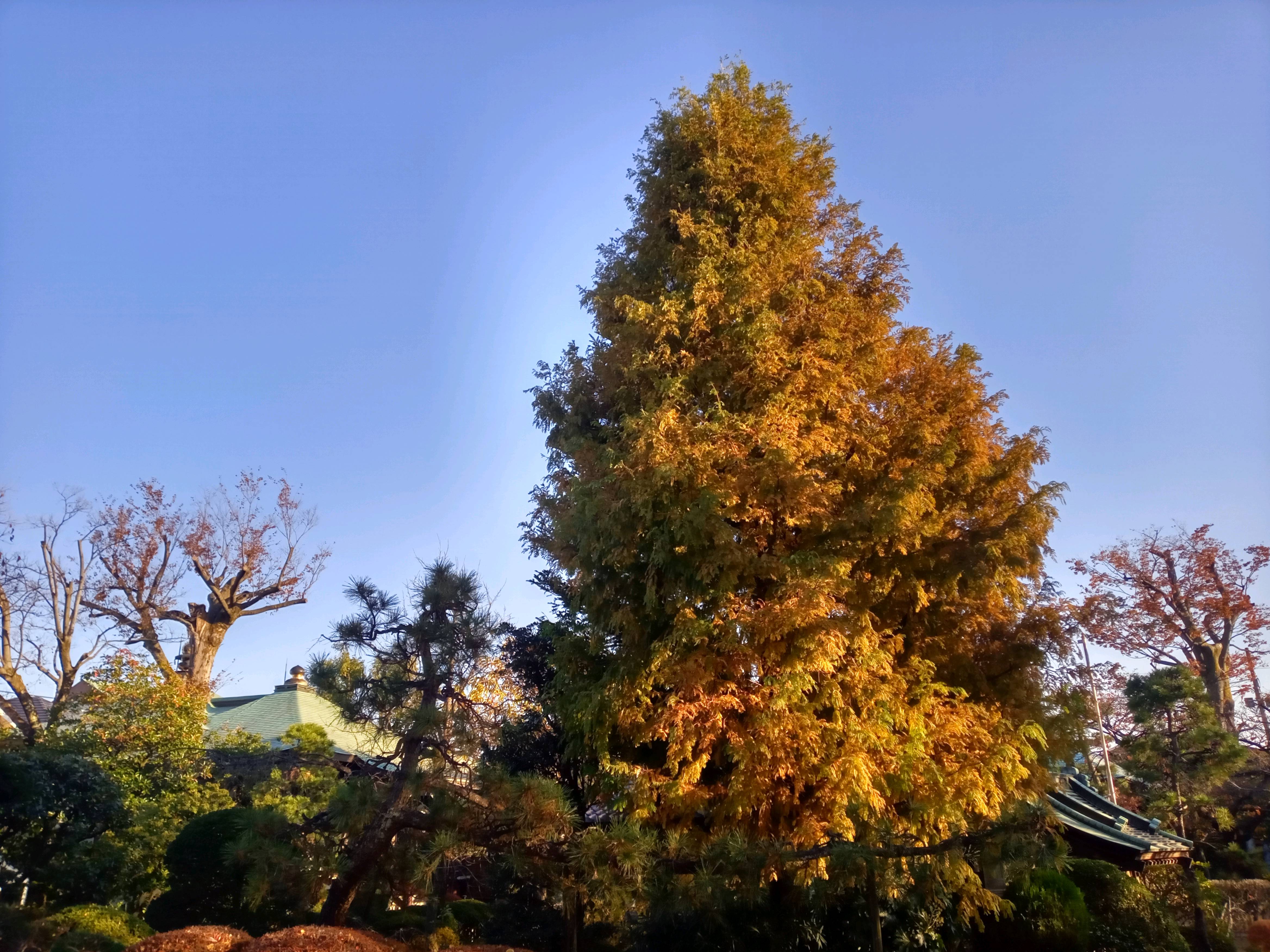 2020年秋色に色づいた妙勝寺の木々１６