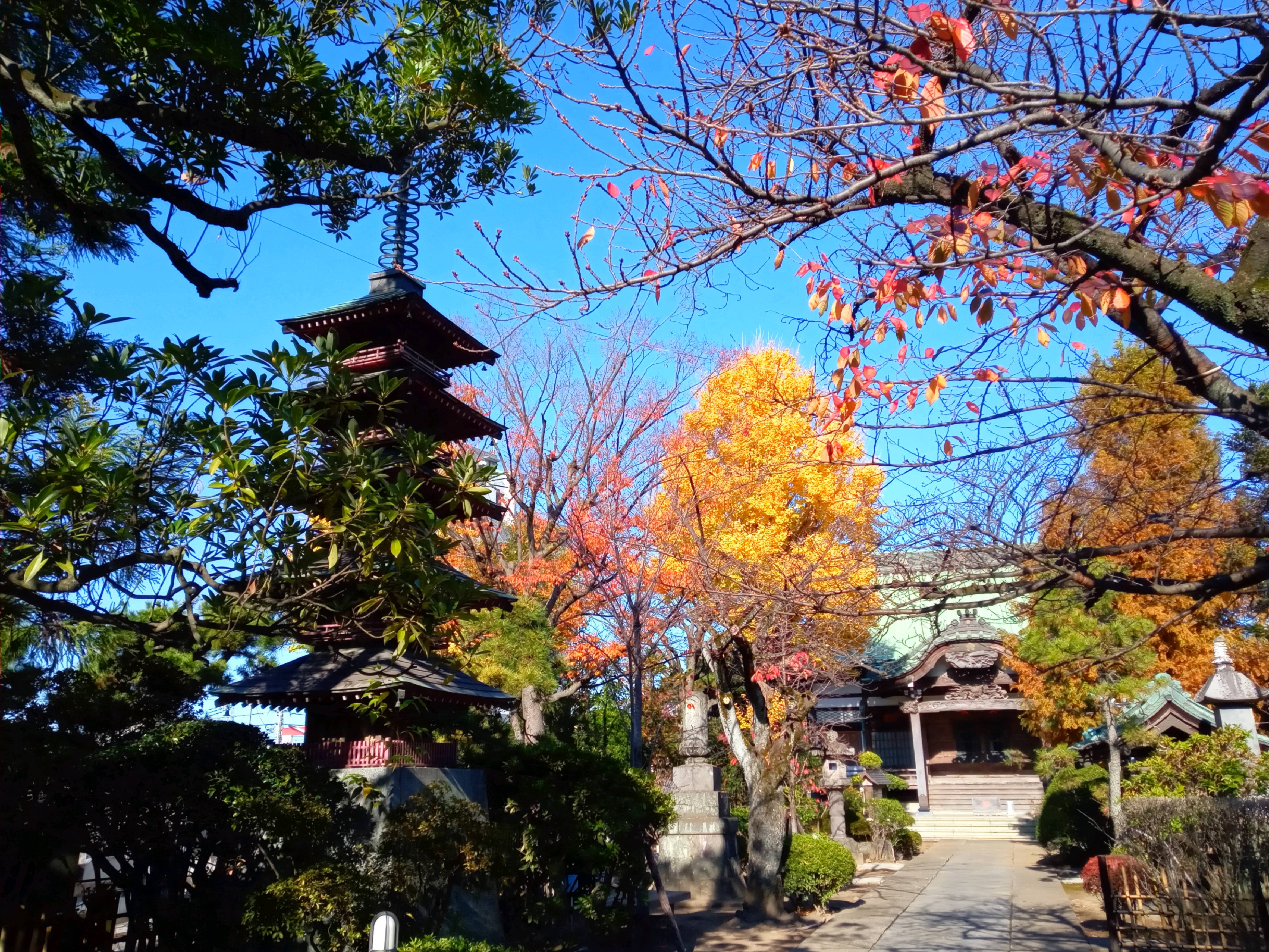 2020年秋色に色づいた妙勝寺の木々１７