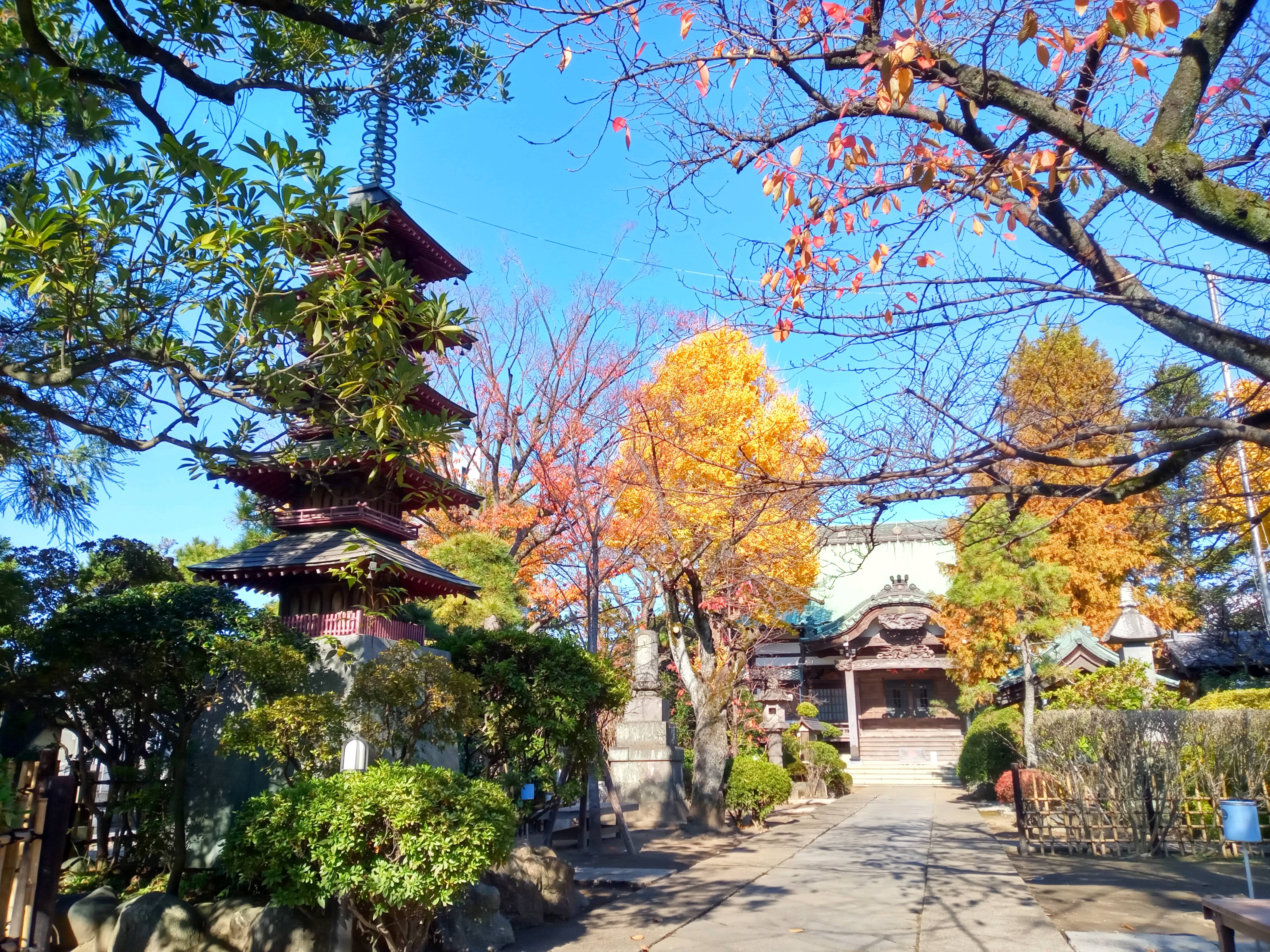 2020年秋色に色づいた妙勝寺の木々１８