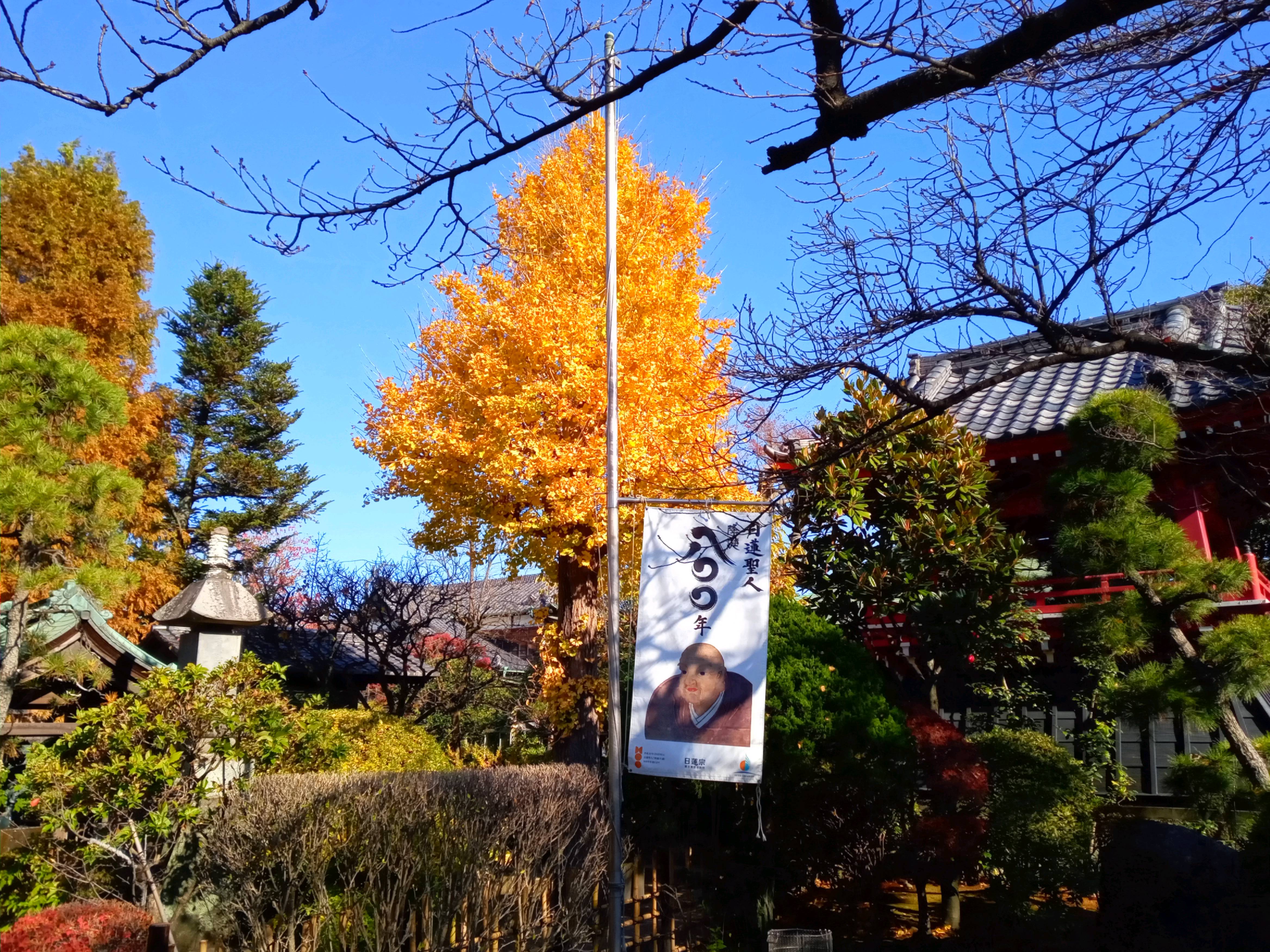 2020年秋色に色づいた妙勝寺の木々２１