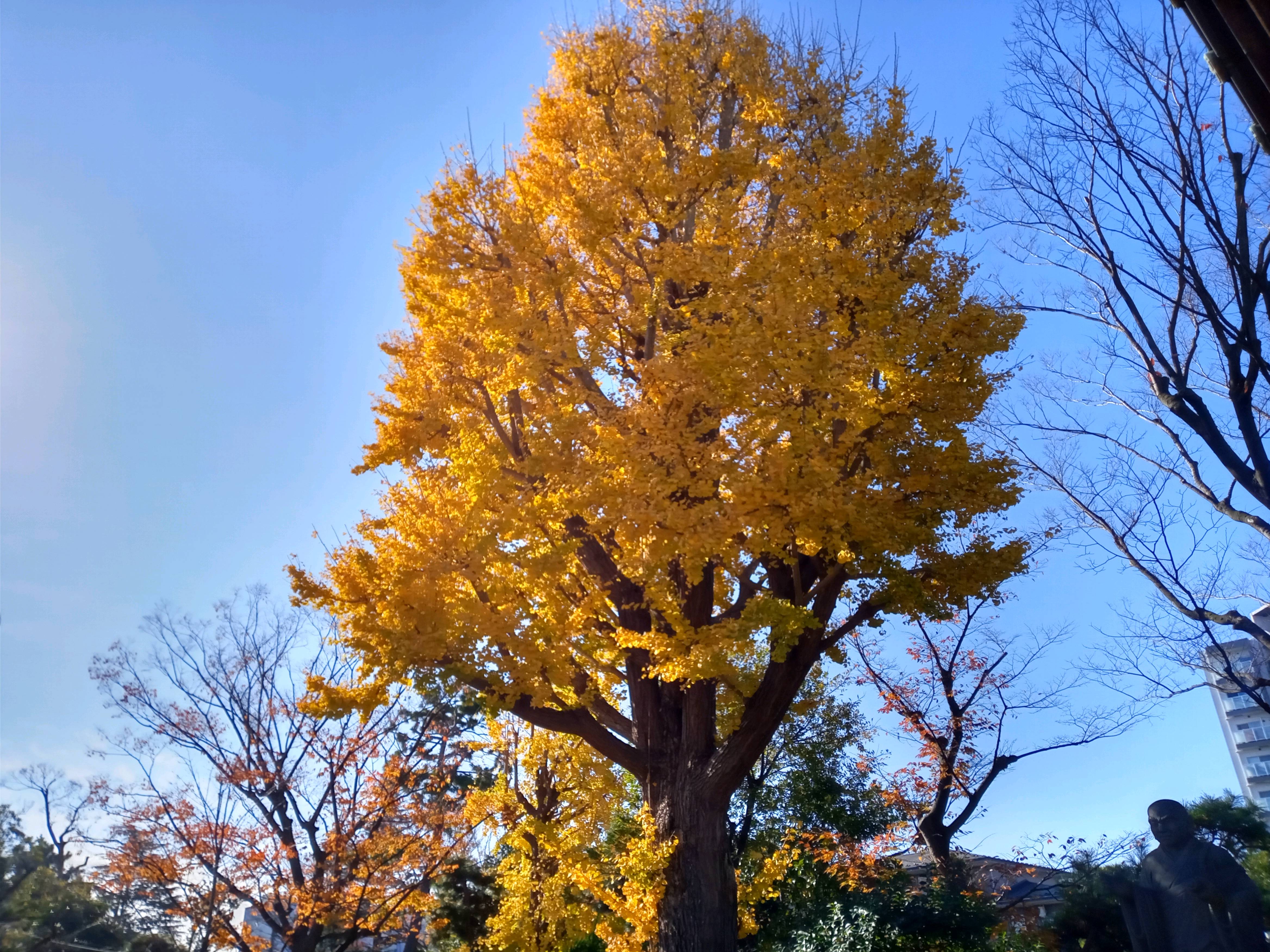 2020年秋色に色づいた妙勝寺の木々２３