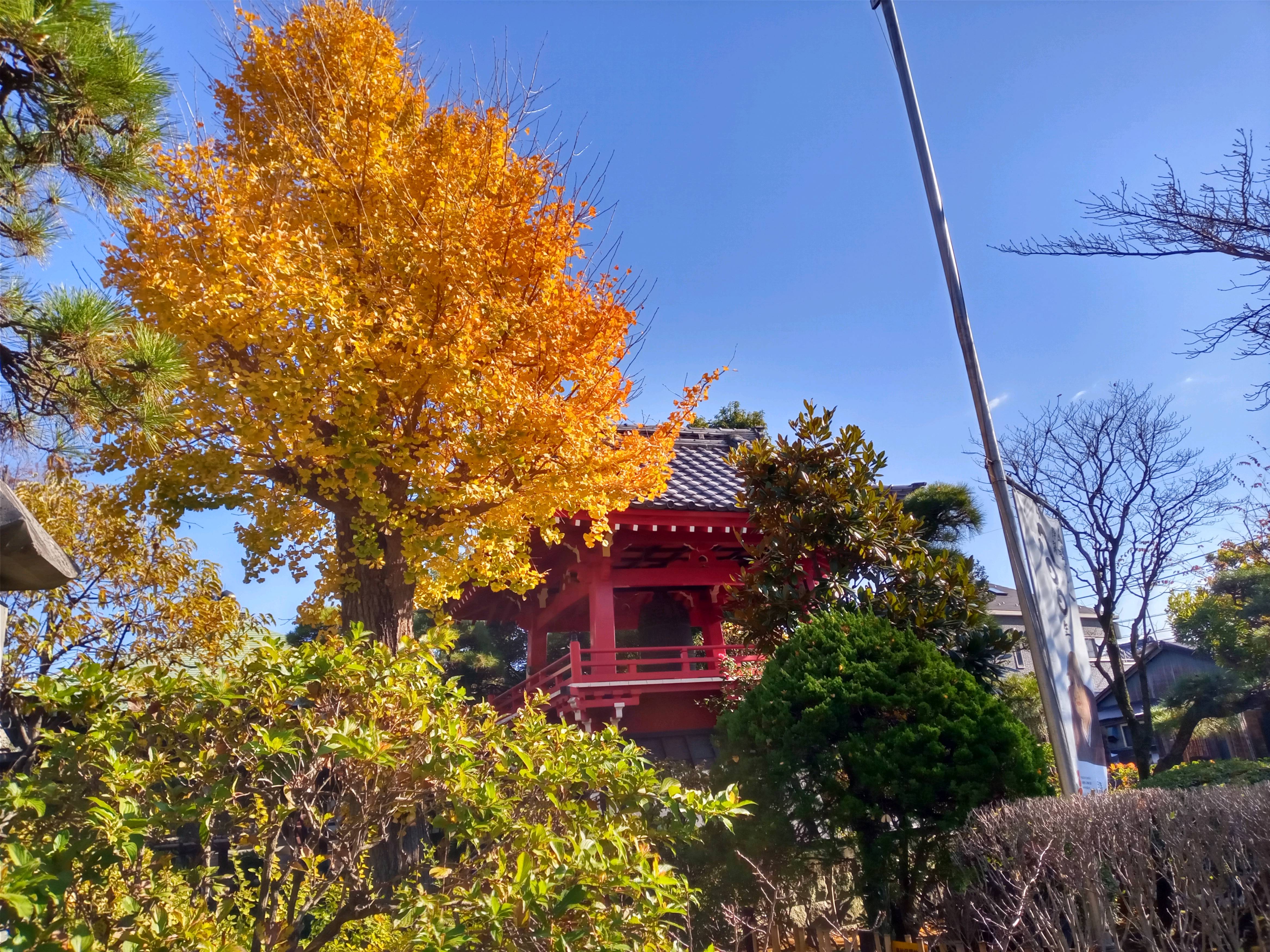 2020年秋色に色づいた妙勝寺の木々２４