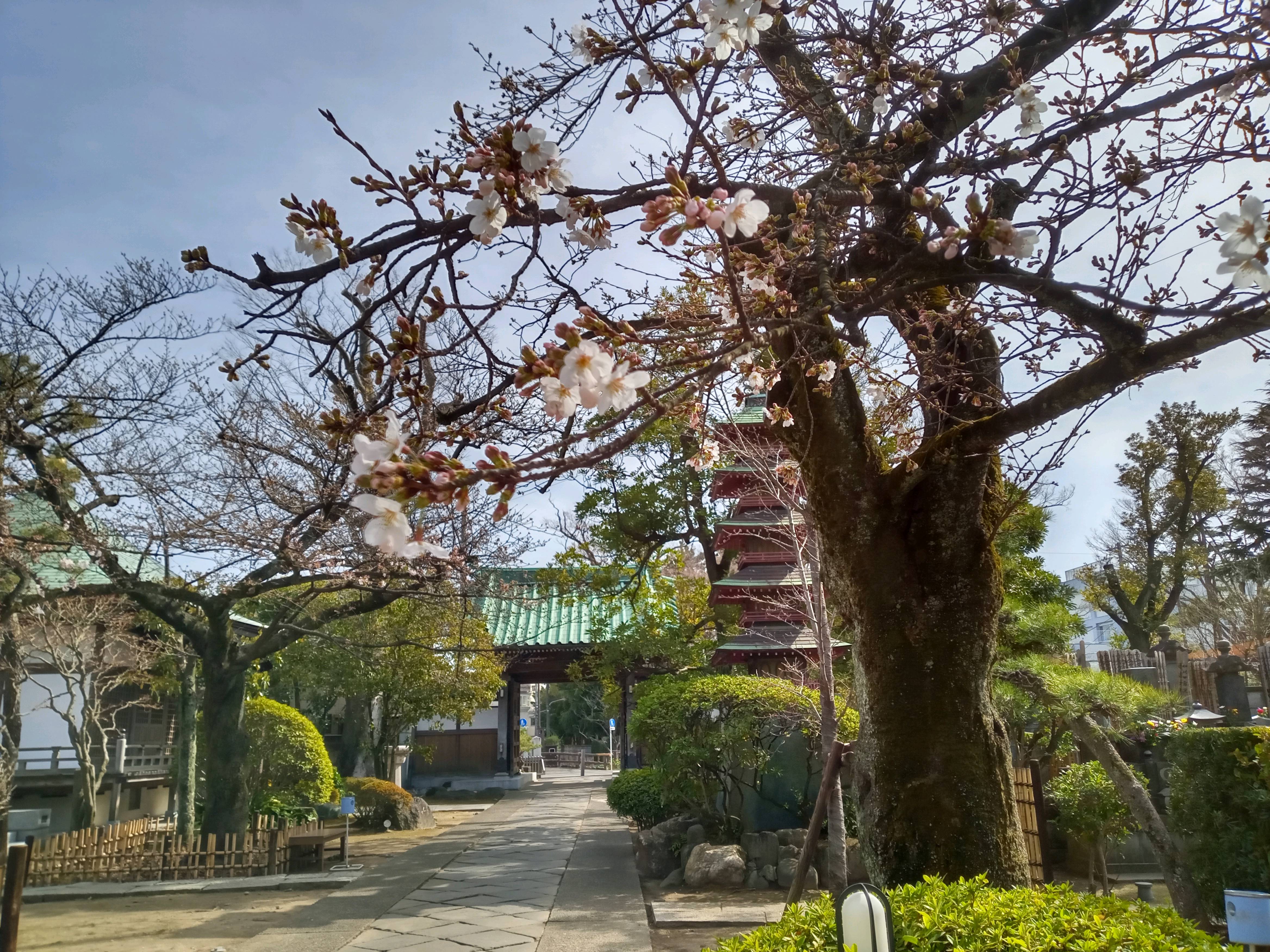 2021年春本覚山妙勝寺に咲く桜の花々１
