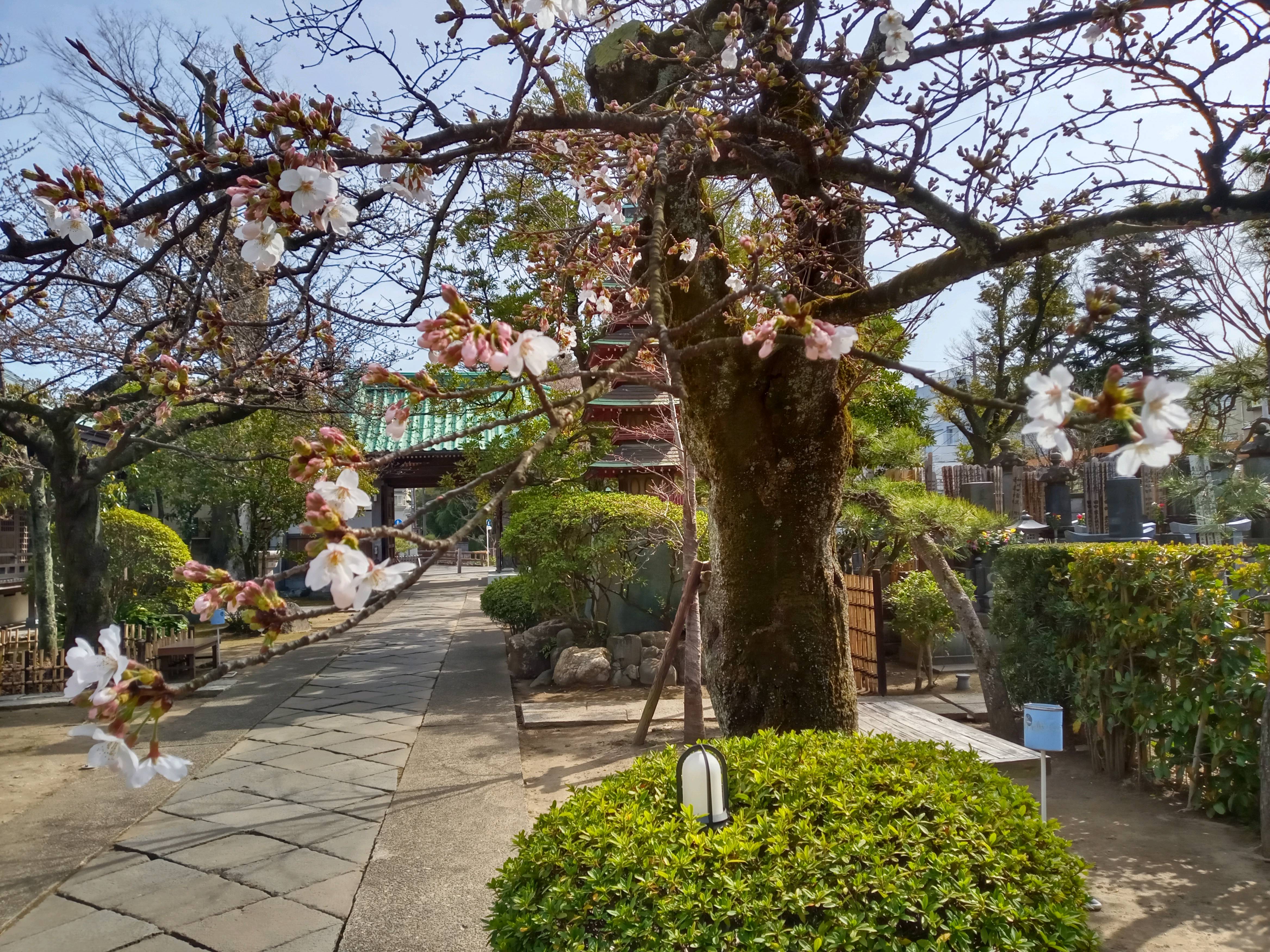 2021年春本覚山妙勝寺に咲く桜の花々２