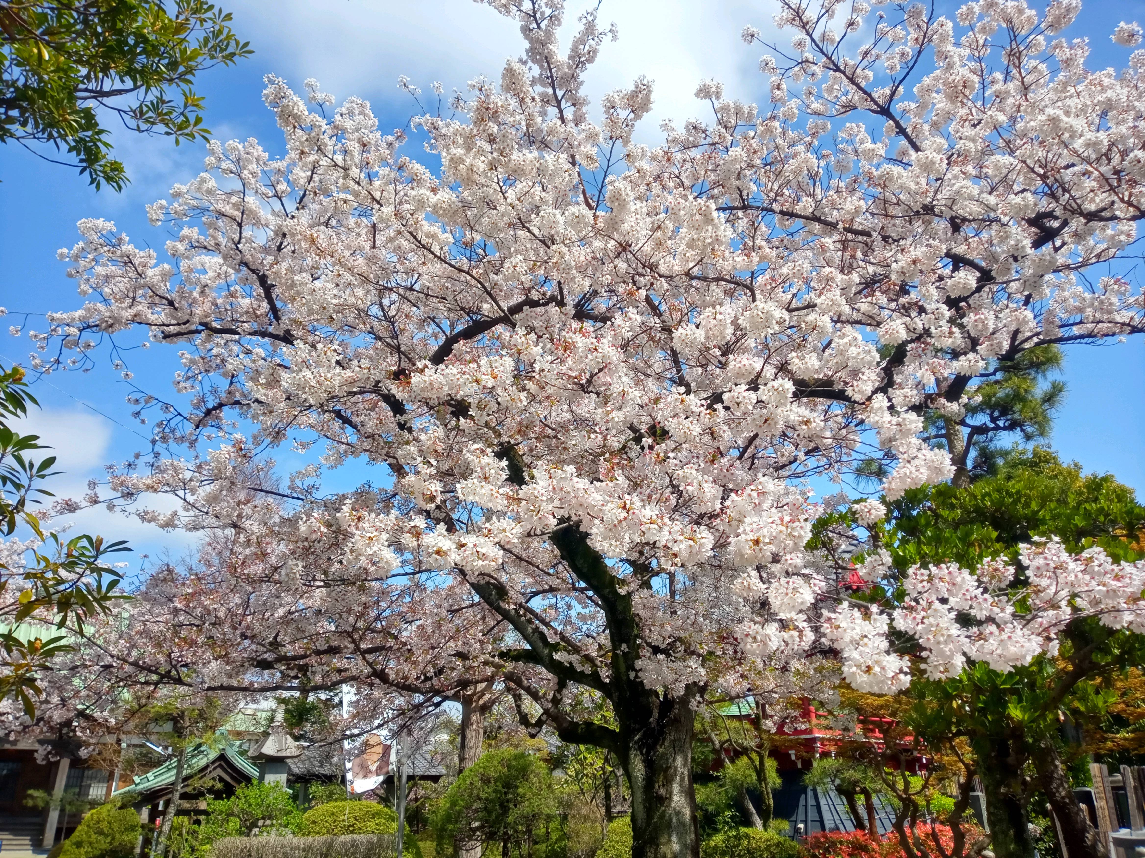 2021年春本覚山妙勝寺に咲く桜の花々３