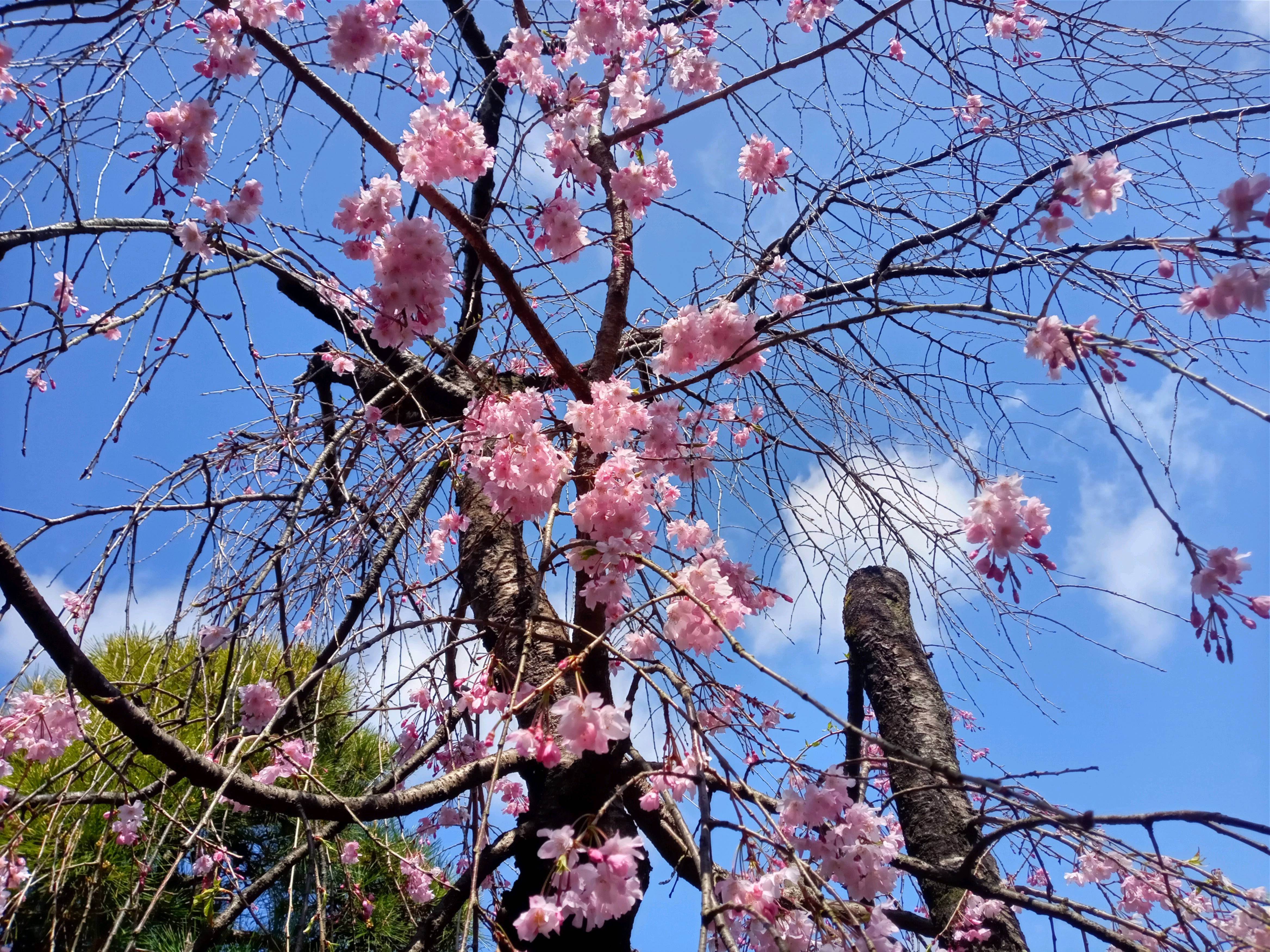 2021年春本覚山妙勝寺に咲く桜の花々５