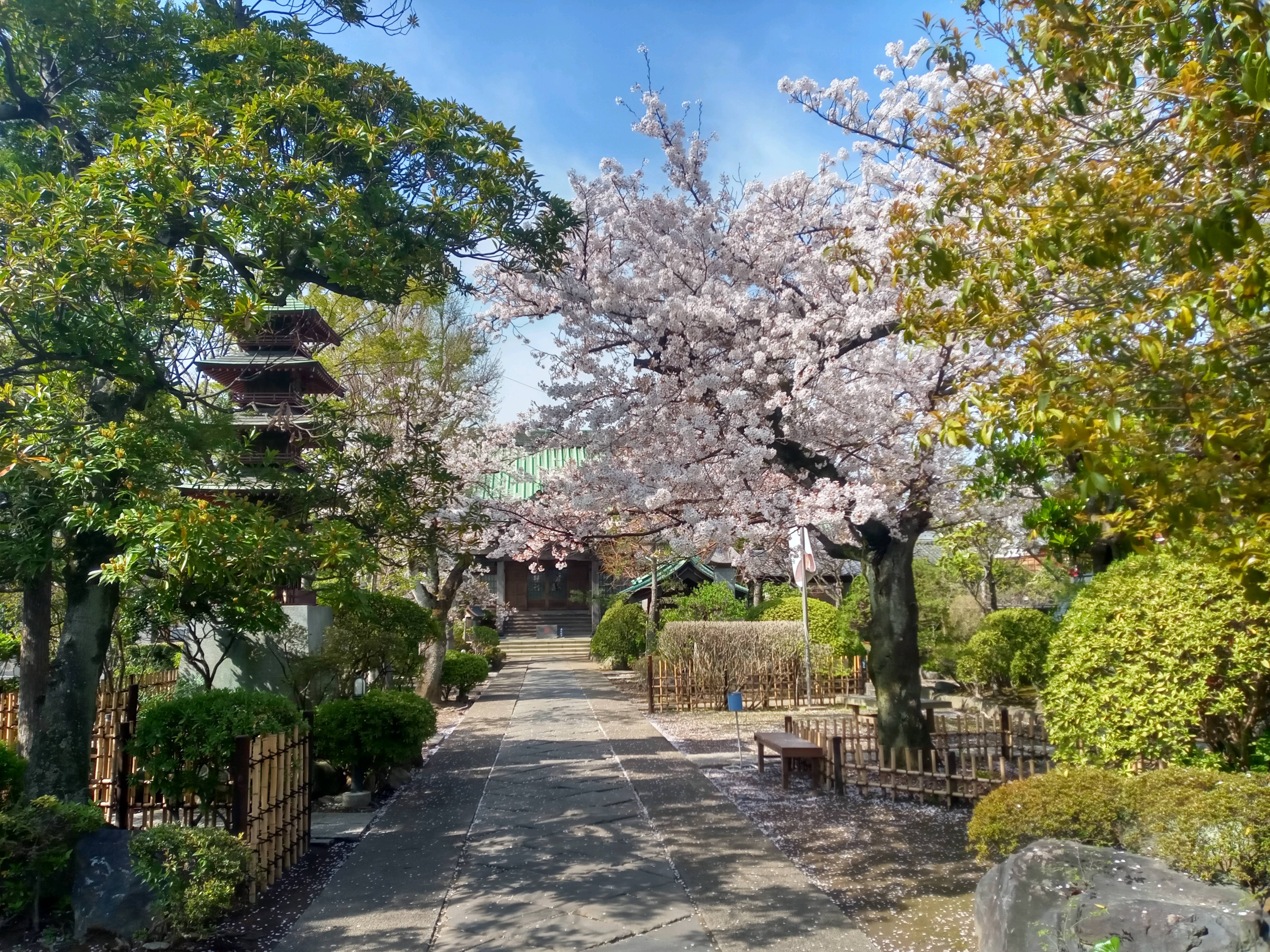2021年春本覚山妙勝寺に咲く桜の花々６