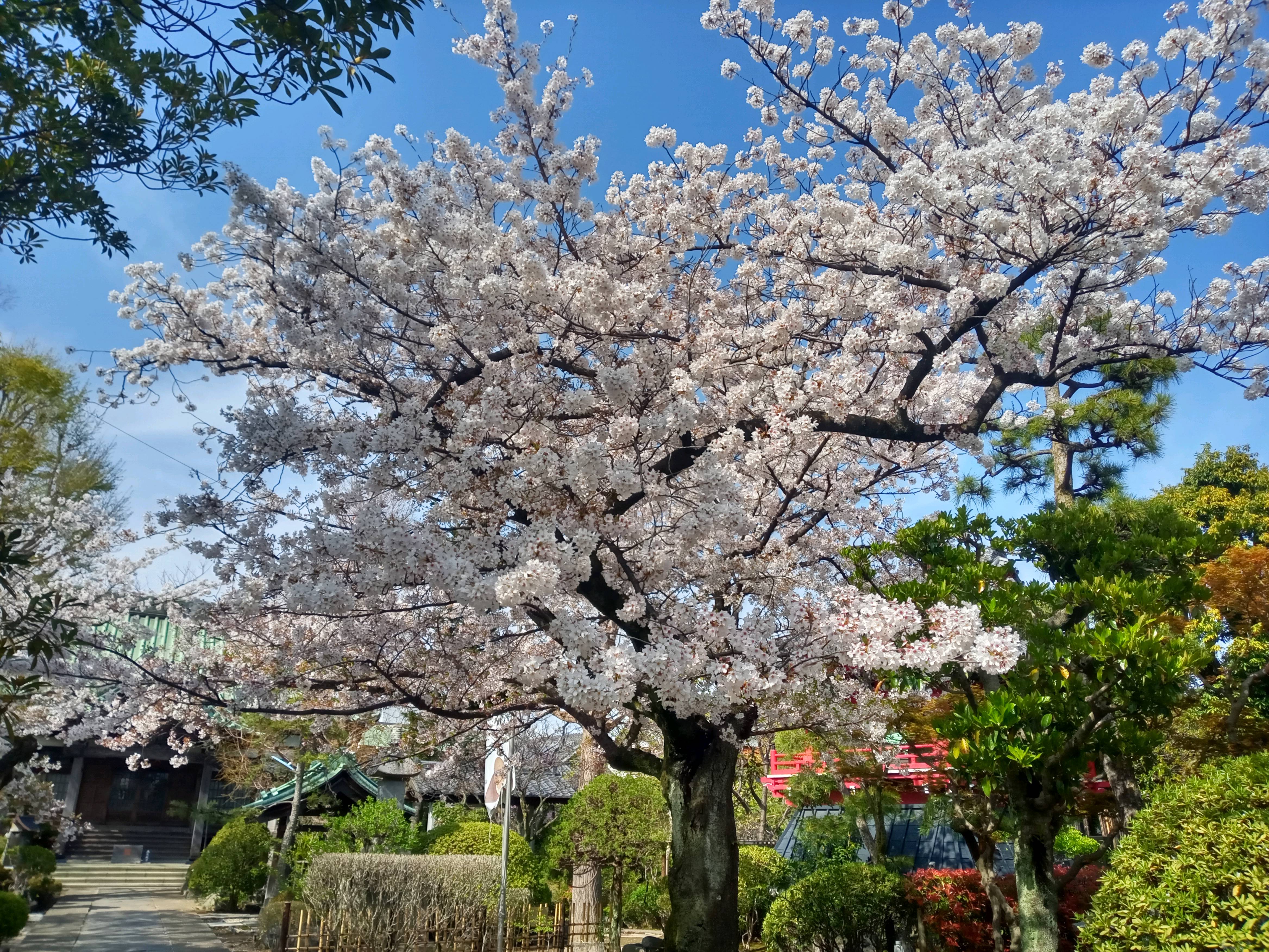 2021年春本覚山妙勝寺に咲く桜の花々８