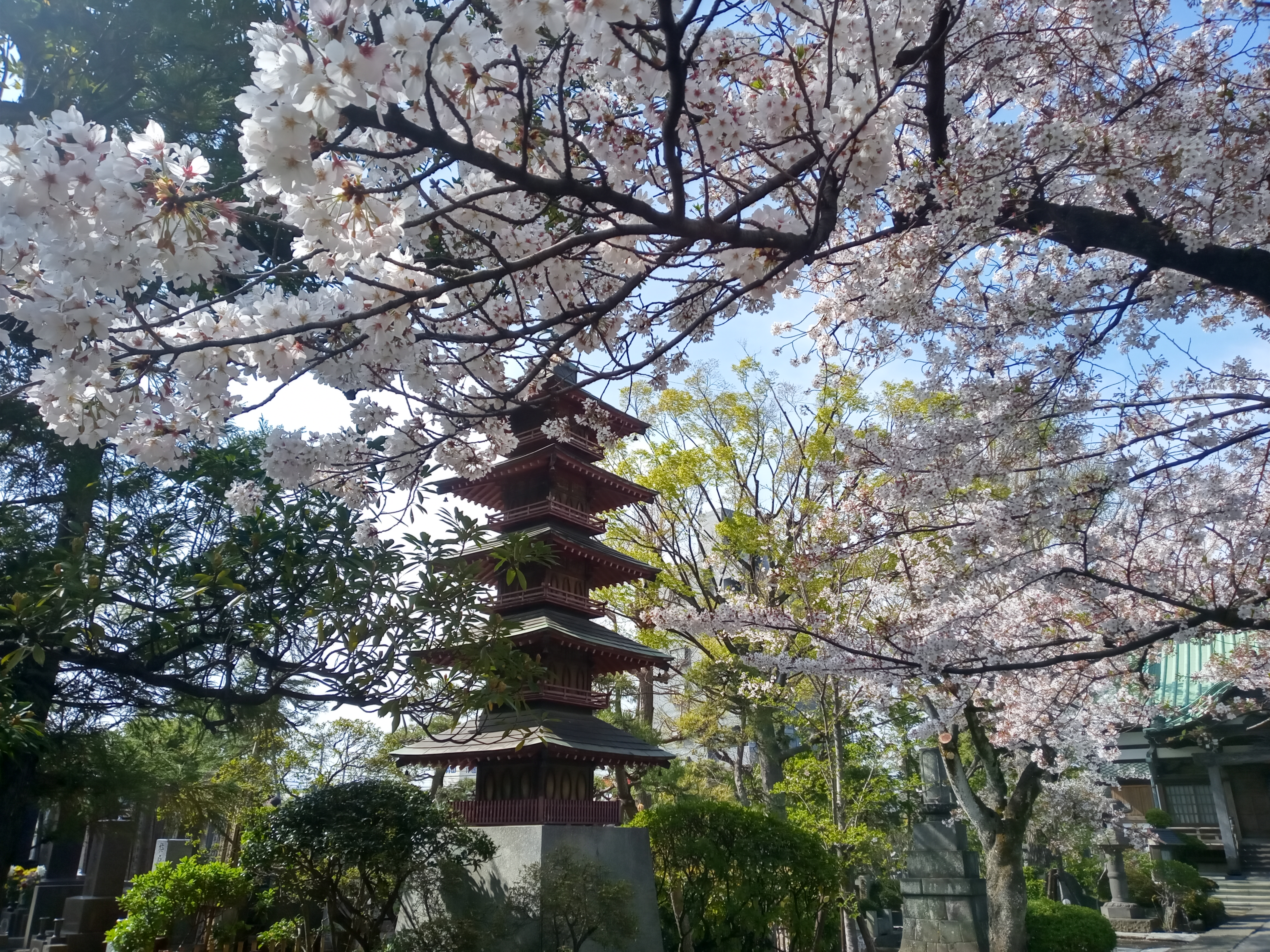 2021年春本覚山妙勝寺に咲く桜の花々９