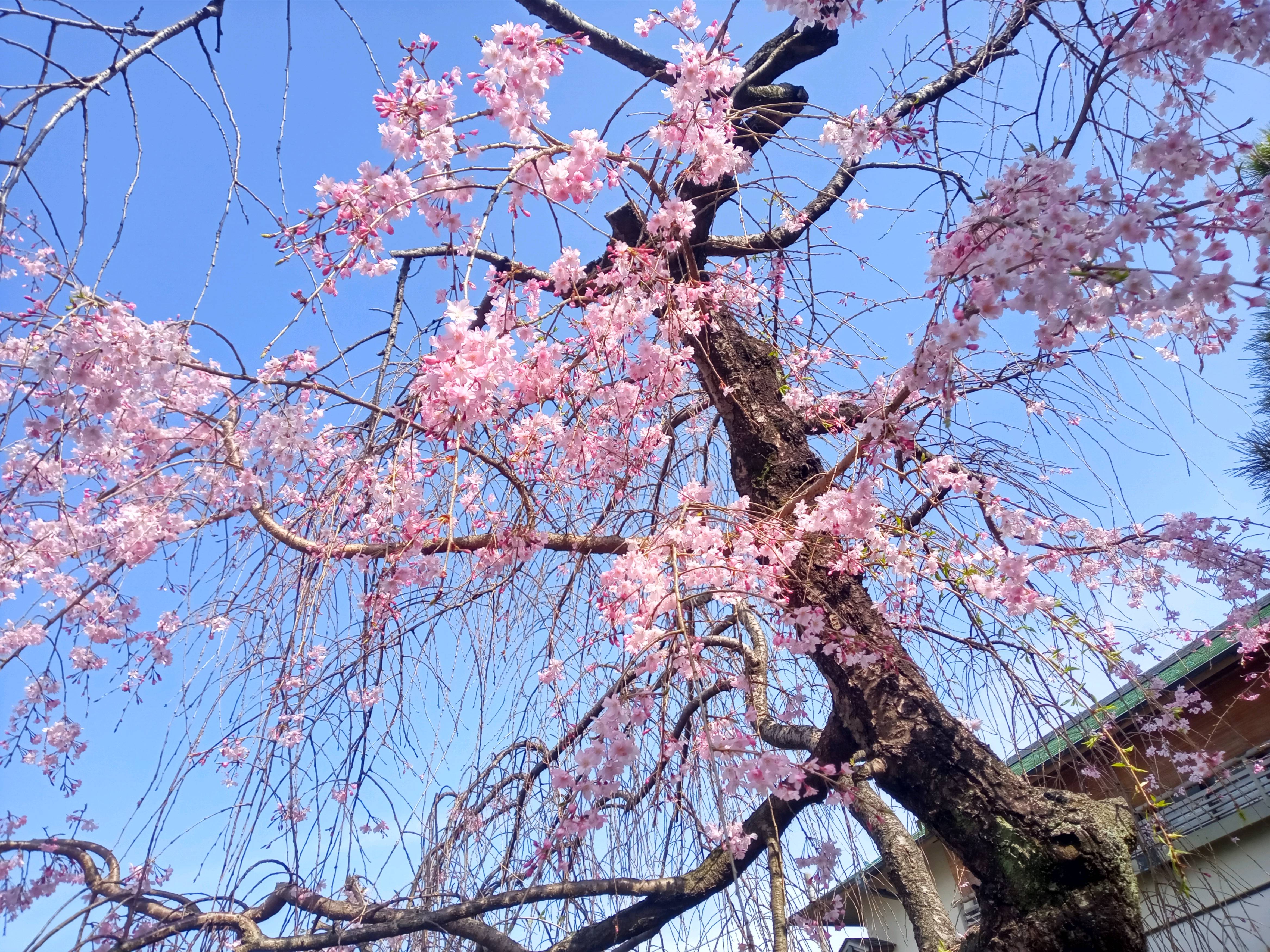 2021年春本覚山妙勝寺に咲く桜の花々１１