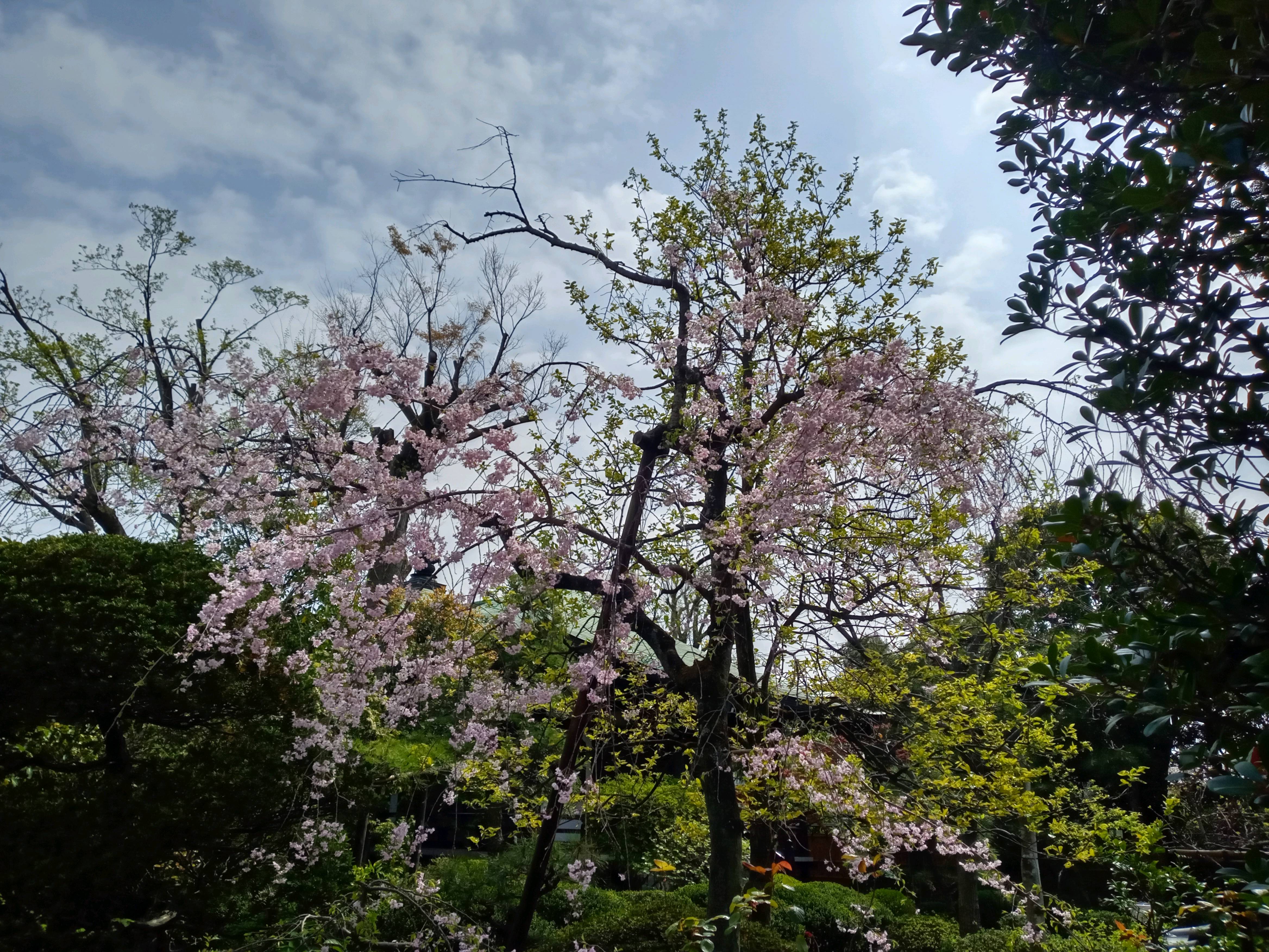 2021年春本覚山妙勝寺に咲く桜の花々１３