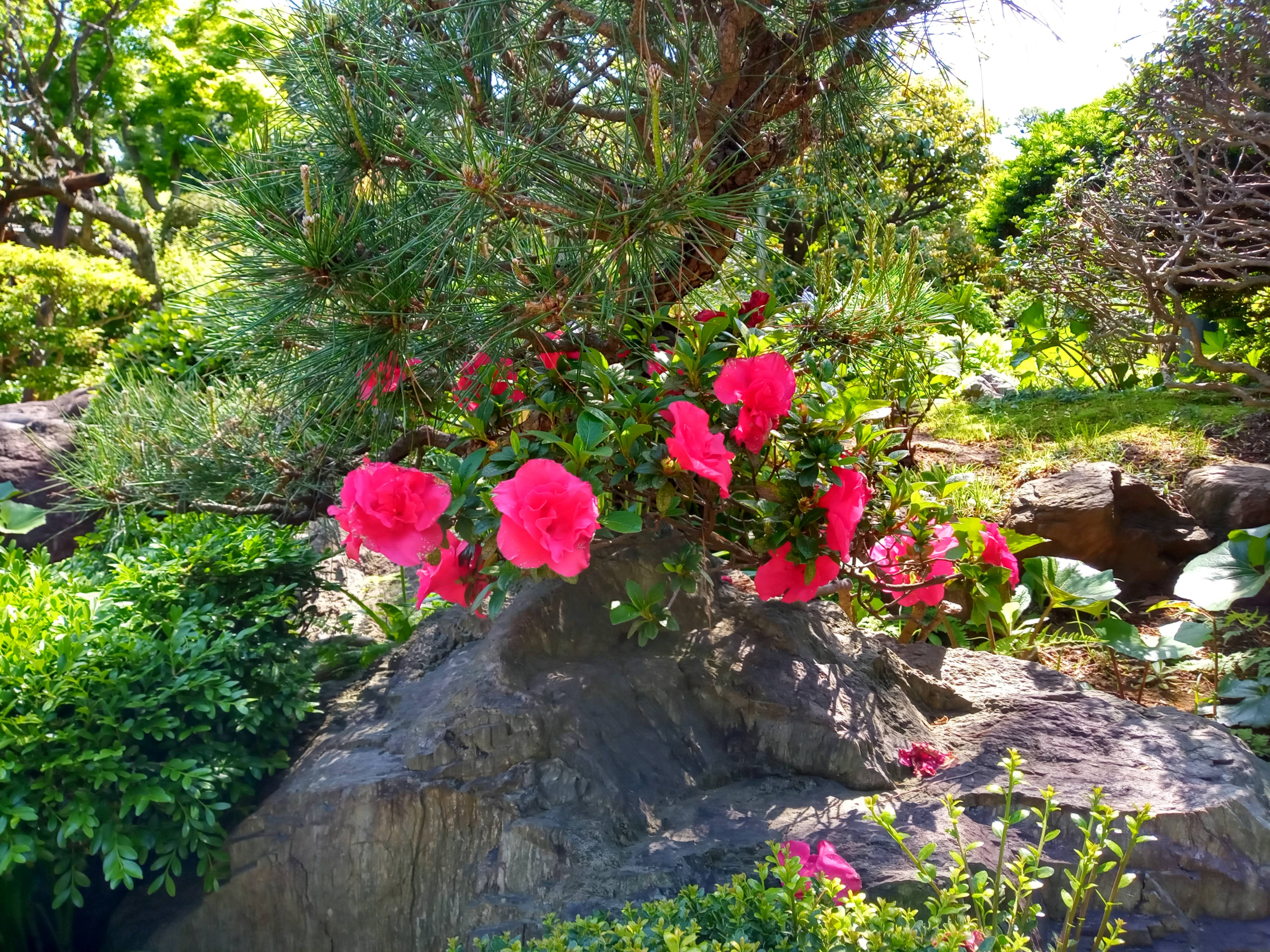 2021年本覚山妙勝寺に咲く夏の花々３