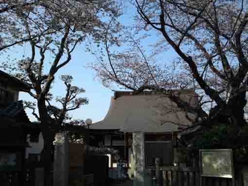三分咲きの桜の霊場妙正寺