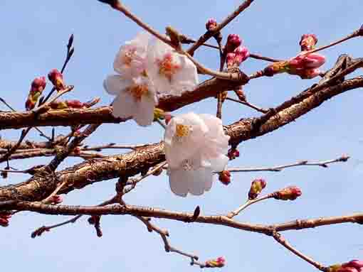 令和４年二之江妙勝寺に咲くソメイヨシノの花々１