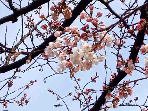 令和４年二之江妙勝寺に咲くソメイヨシノの花々２