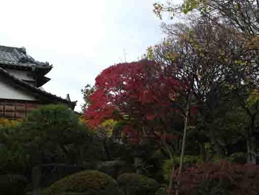 妙勝寺庭園中央の紅葉