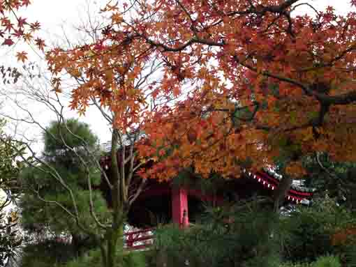 妙勝寺鐘楼堂と紅葉