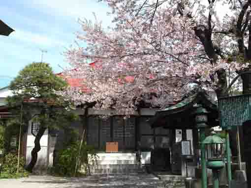 妙応寺本堂と桜の木