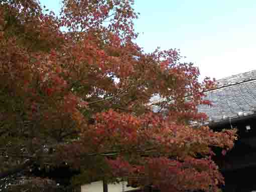 妙音寺本堂と紅葉