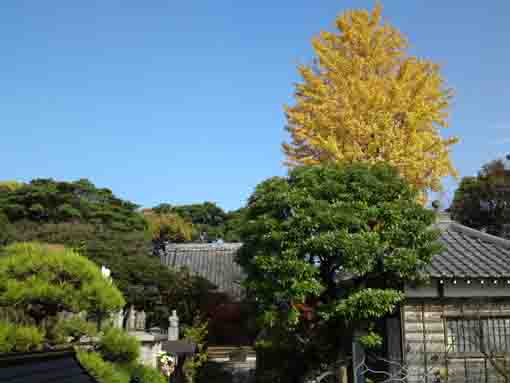 妙音寺の大銀杏