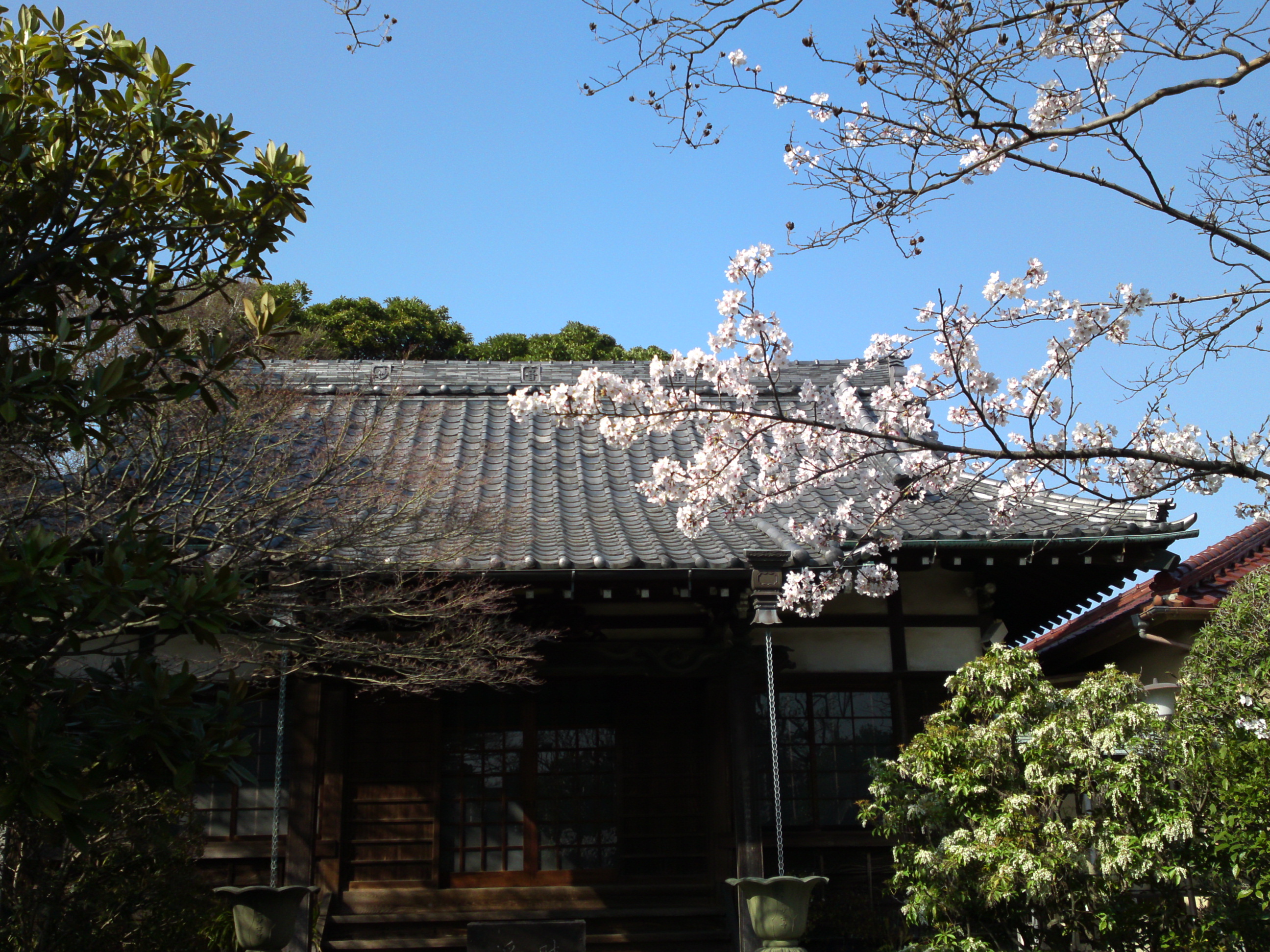 2018年春一之江の妙音寺に咲く桜の花１