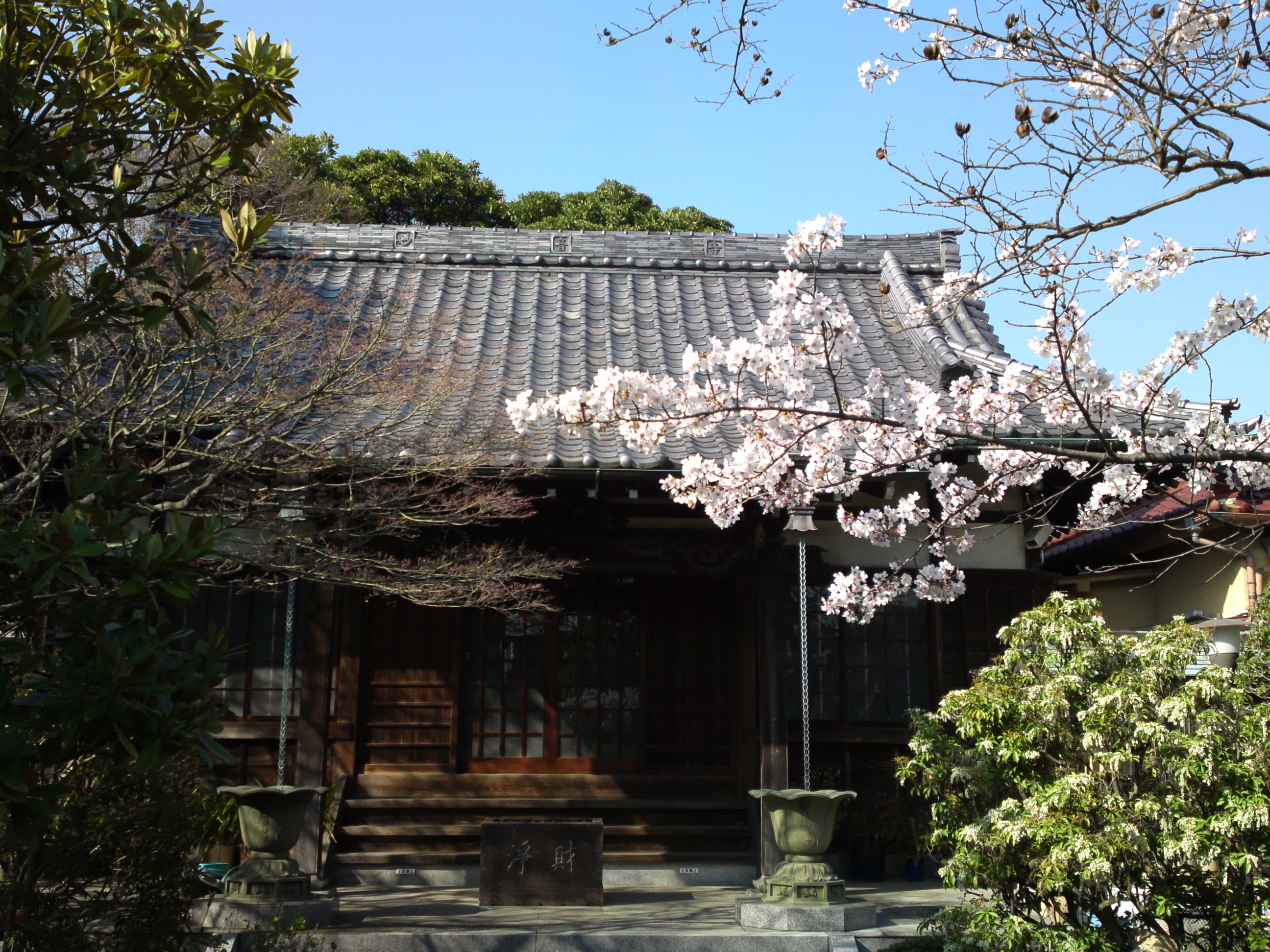 2018年春一之江の妙音寺に咲く桜の花２