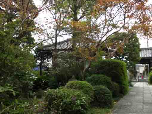 the garden in Myouonji Temple