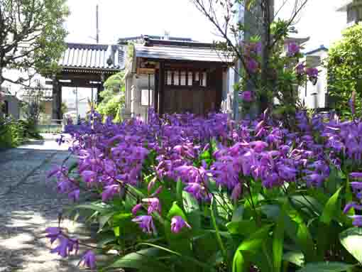 the gate of Myouonji Temple