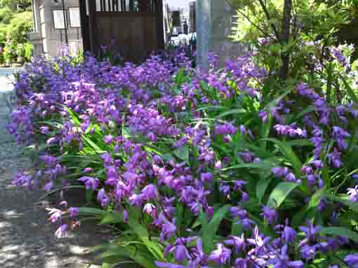 blettilas in Myouonji Temple