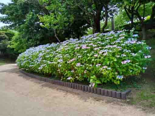 なぎさ公園に咲く紫陽花の花１