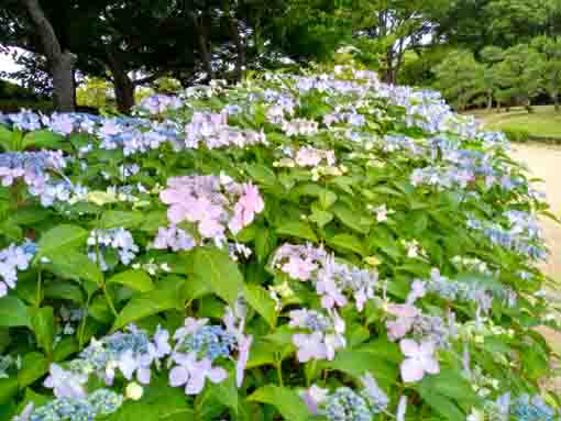 令和３年なぎさ公園に咲く紫陽花の花④