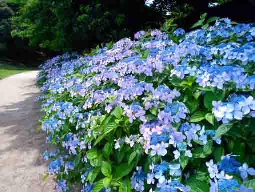 なぎさ公園に咲く紫陽花の花２