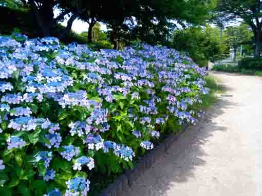 なぎさ公園に咲く紫陽花の花３