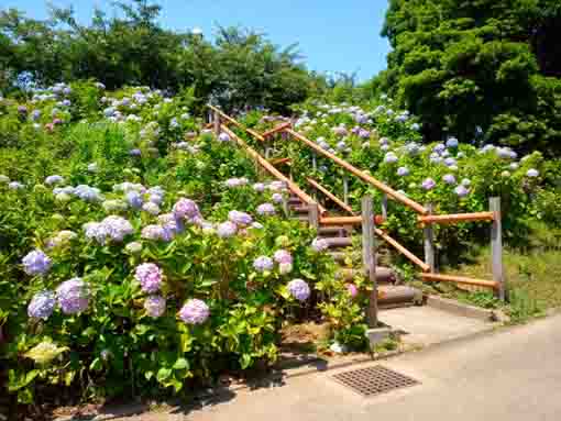 令和３年なぎさ公園に咲く紫陽花の花⑤