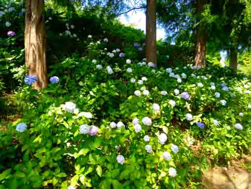 なぎさ公園に咲く紫陽花の花５