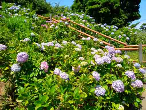 なぎさ公園に咲く紫陽花の花６