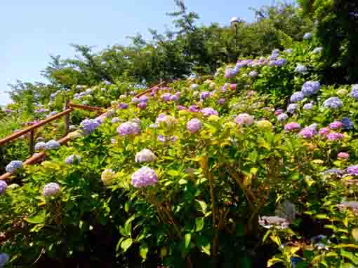 なぎさ公園に咲く紫陽花の花７