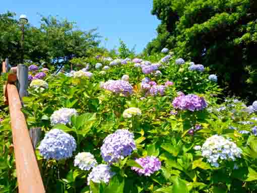 令和３年なぎさ公園に咲く紫陽花の花⑩