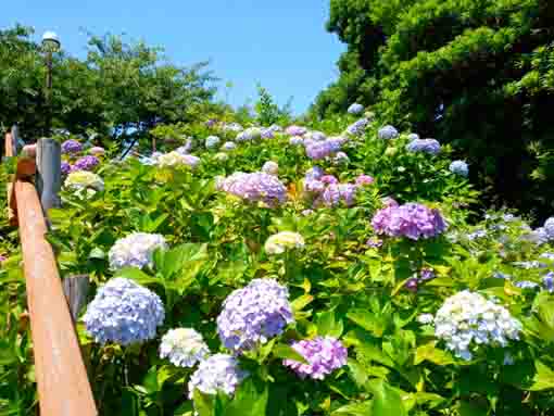 なぎさ公園に咲く紫陽花の花８