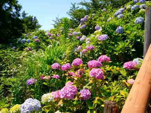 令和３年なぎさ公園に咲く紫陽花の花⑨