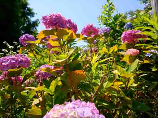 なぎさ公園に咲く紫陽花の花１０