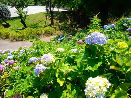 令和３年なぎさ公園に咲く紫陽花の花⑫