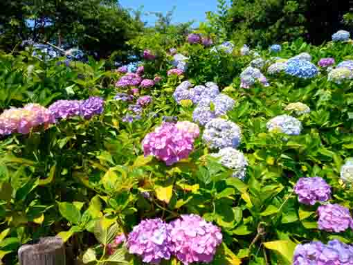 なぎさ公園つつじ山の紫陽花