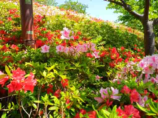 なぎさ公園に咲くツツジの花１３